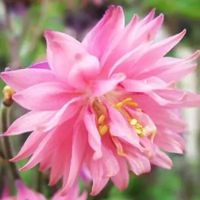 Аквилегия БАРЛОУ ПИНК гибрид МакКаны в Кобрине