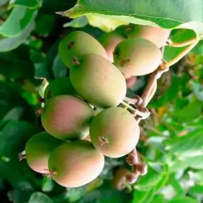 Актинидия ГИБРИДНАЯ КОЛБАСИНОЙ в Кобрине