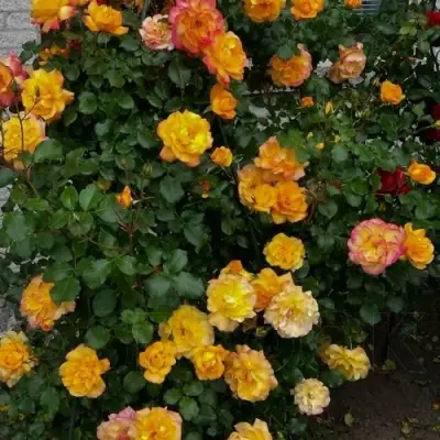 Роза САХАРА плетистая в Кобрине