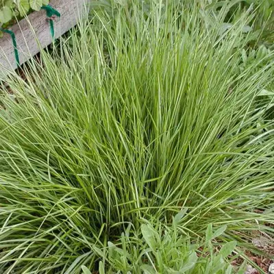 Вейник АВАЛАНШ остроцветковый в Кобрине