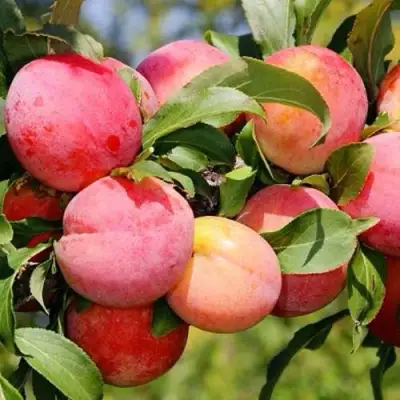 Слива ФАВОРИТЕ ДЕ СУЛТАНО в Кобрине