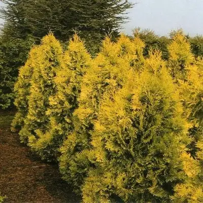 Туя ЕВРОПА ГОЛД западная в Кобрине