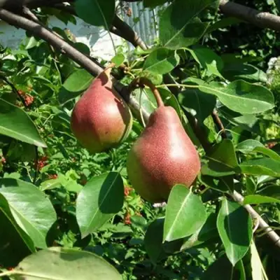 Груша РУМЯНАЯ КЕДРИНА в Кобрине
