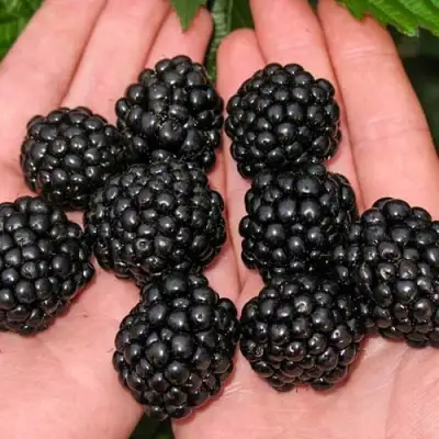 Ежевика ДЖАМБО бесшипная  в Кобрине