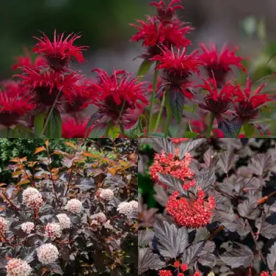 Комплект ОГНЕННЫЙ МИКС в Кобрине