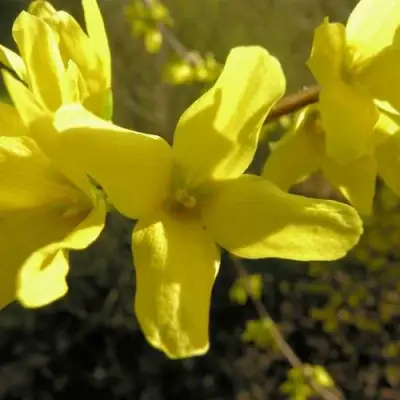 Форзиция ФОРЧУНА в Кобрине