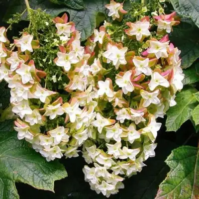 саженцы гортензии блэк порш