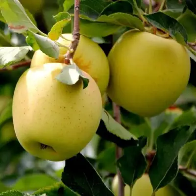 Яблоня ГОЛДЕН ВЛАДИМИРСКИЙ в Кобрине