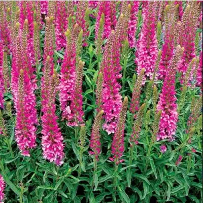 Вероника РОНИКА ФУКСИЯ в Кобрине