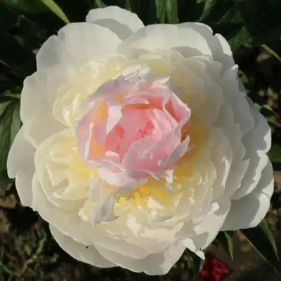 Пион БЛАШ КВИН травянистый в Кобрине