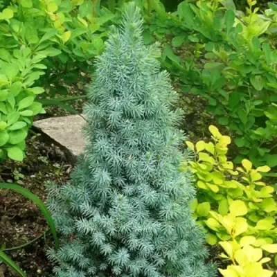 Ель КОНИКА сизая в Кобрине