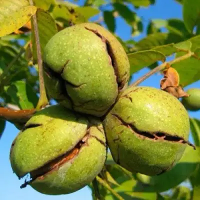 Грецкий орех ПИНСКИЙ в Кобрине