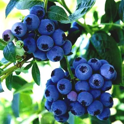 Голубика РЕКА в Кобрине