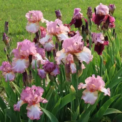 Ирис БЛАШИНГ ПИНК бородатый в Кобрине