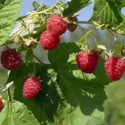 Малина КОЛОКОЛЬЧИК в Кобрине