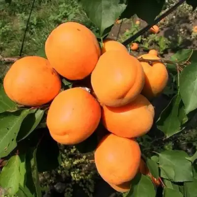 Абрикос ХАРГРАНД в Кобрине