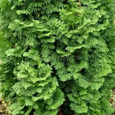 Туя СПИРАЛИС МИНИ западная в Кобрине