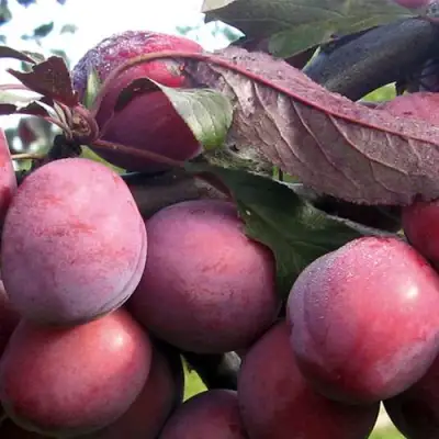 Слива ПАННА в Кобрине