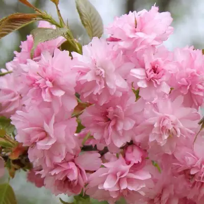 Сакура РОЗЕА ПЛЕНА в Кобрине