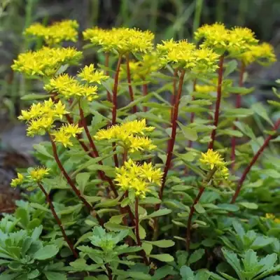 Очиток (седум) ИММЕРГРЮНХЕН в Кобрине