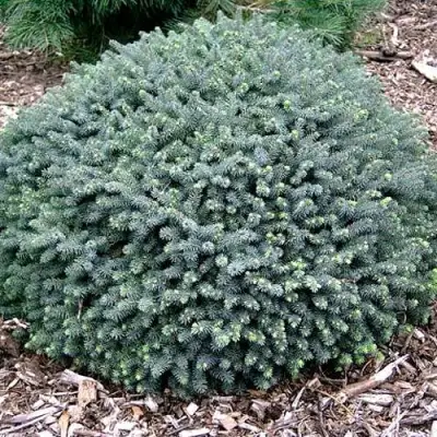 Ель ЭХИНИФОРМИС сизая в Кобрине