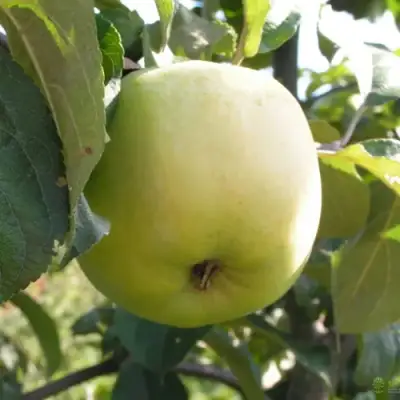 Яблоня АНТОНОВКА ОБЫКНОВЕННАЯ в Кобрине