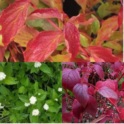 Комплект СЕВЕРНОЕ СИЯНИЕ в Кобрине