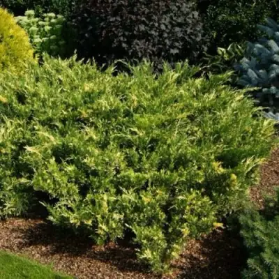 Можжевельник ВАРИЕГАТА казацкий  в Кобрине