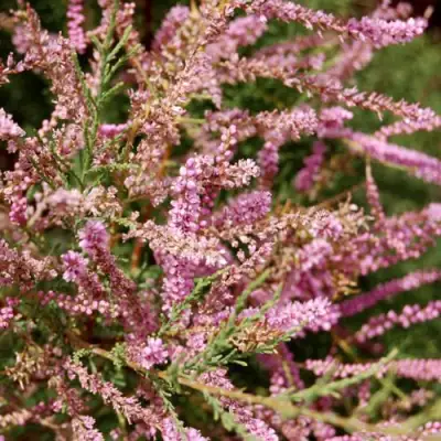 Тамарикс ПИНК КАСКАД в Кобрине