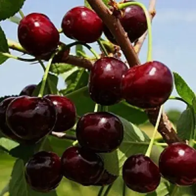 Вишня РОВЕСНИЦА в Кобрине