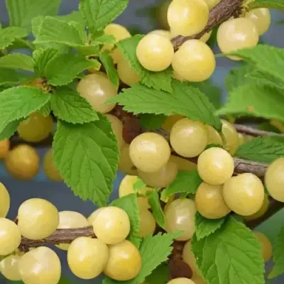 Вишня СНЕВИТ войлочная в Кобрине