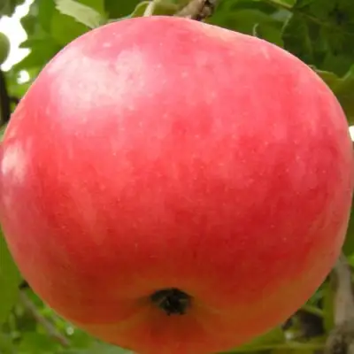 Яблоня СУЙСЛЕПСКОЕ (МАЛИНОВКА) в Кобрине