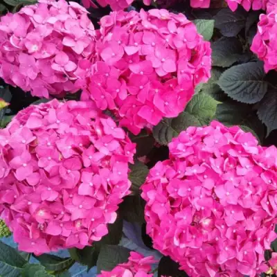 Гортензия ЭНДЛЕСС САММЕР ЛАВ крупнолистная в Кобрине