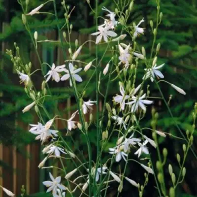 Венечник ветвистый в Кобрине