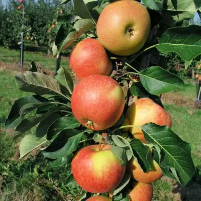 Яблоня ВОСТОРГ колонновидная в Кобрине