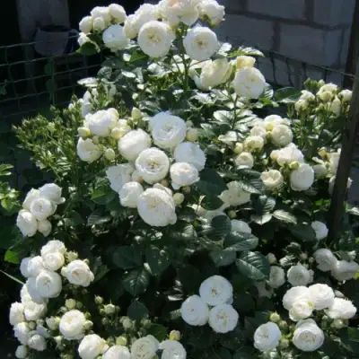 Роза АРТЕМИС шраб в Кобрине