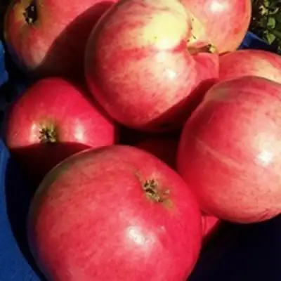 Яблоня СУЙСЛЕПСКОЕ (МАЛИНОВКА) в Кобрине