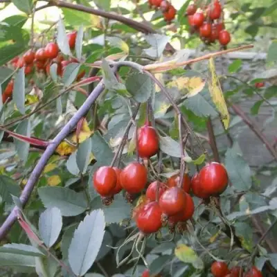 Роза сизая в Кобрине