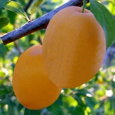 Слива НАТАША в Кобрине