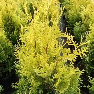 Туя ГОЛДЕН БРАБАНТ западная в Кобрине