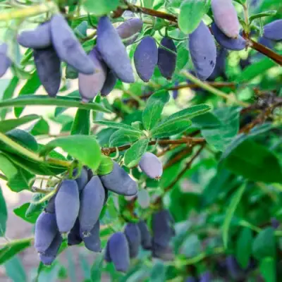 Жимолость съедобная БЛЮ БАНАНА (ГОЛУБОЙ БАНАН) в Кобрине
