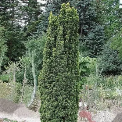 Тис ФАСТИГИАТА РОБУСТА  ягодный  в Кобрине