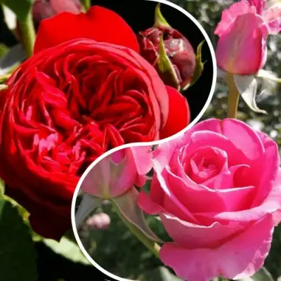 Комплект РОМАНТИЧЕСКИЙ БУКЕТ в Кобрине