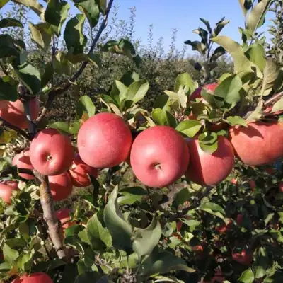 Яблоня ЧЕМПИОН РЕНО в Кобрине