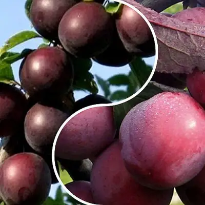 Комплект ИЗЮМИНКА САДА в Кобрине