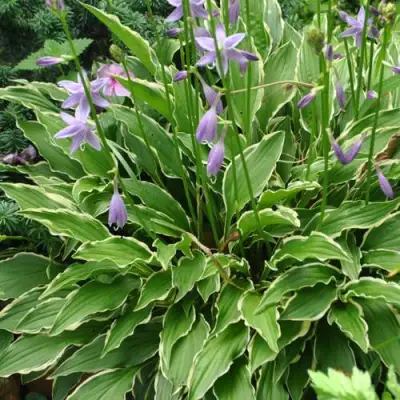 Хоста СТИЛЕТТО гибридная в Кобрине