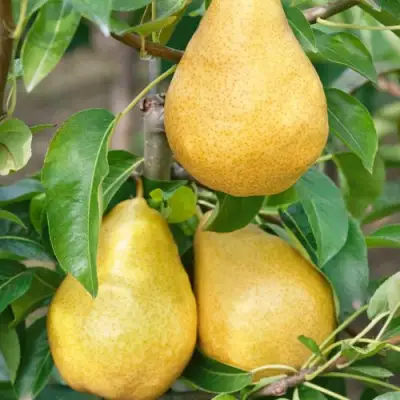 Груша ДЮШЕС ЛЕТНИЙ в Кобрине