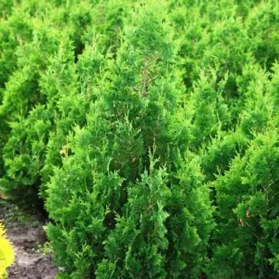 Туя СПИРАЛИС западная в Кобрине