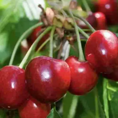 Дюк ИГРУШКА в Кобрине