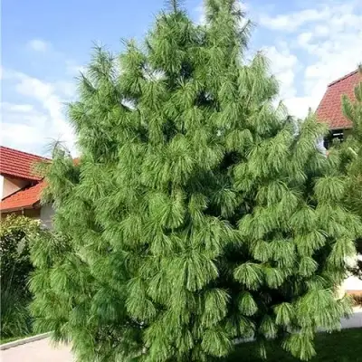 Сосна гриффита в Кобрине